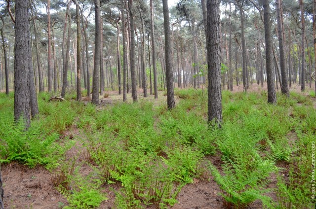 Pine forest with buckler ferns