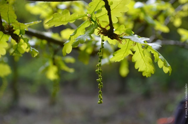 Summer oak
