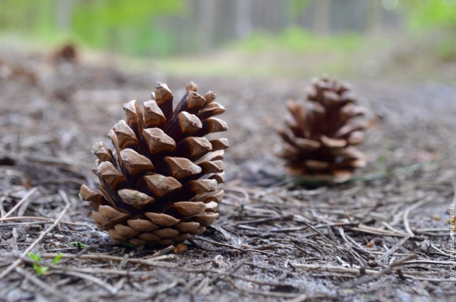 Pine cones on the forest floor