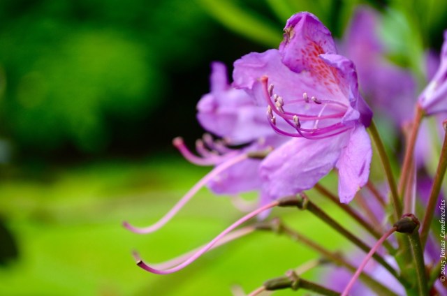 Invasive rhododendron, beautiful flowers, but unfriendly against all other plant species. Record its presence through the app. 