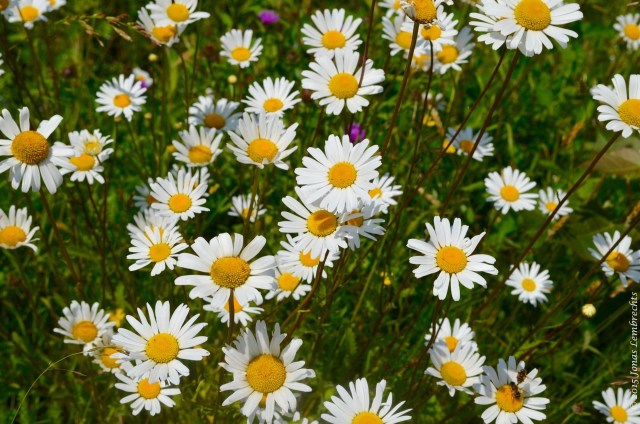 Field of Ox-eye daisy