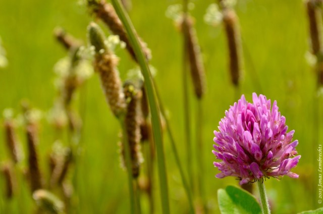 Currently, the app focusses on 24 European invaders, but it could do with some more species and a global scale. Tracking the global expansion of red clover, for example, would be a nice extra. 