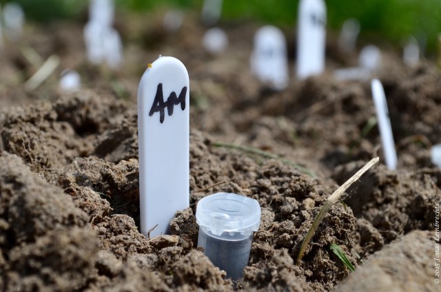 15 seeds in a tube, ready to be seeded