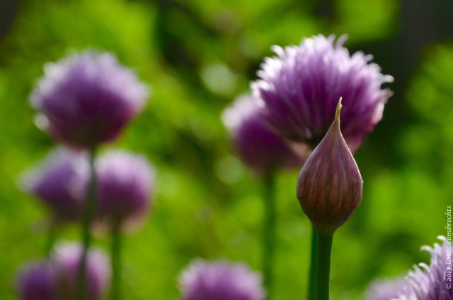 Flowering chives