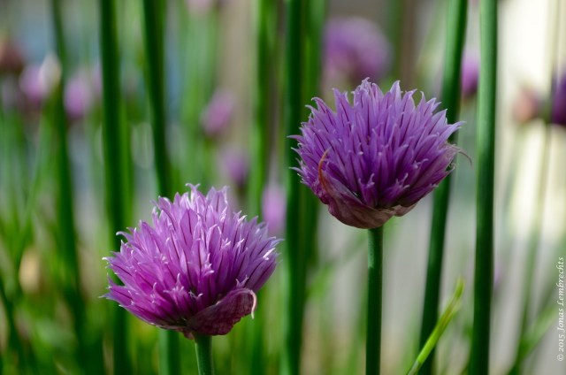 Flowering chives