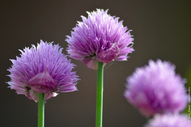 Flowering chives