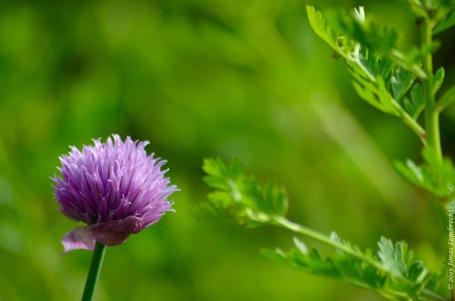 Flowering chives
