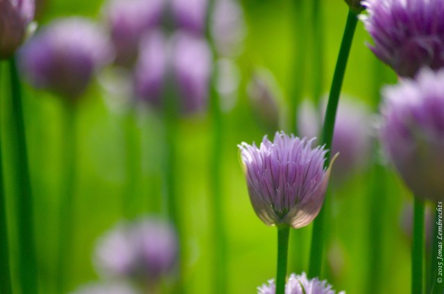 Flowering chives