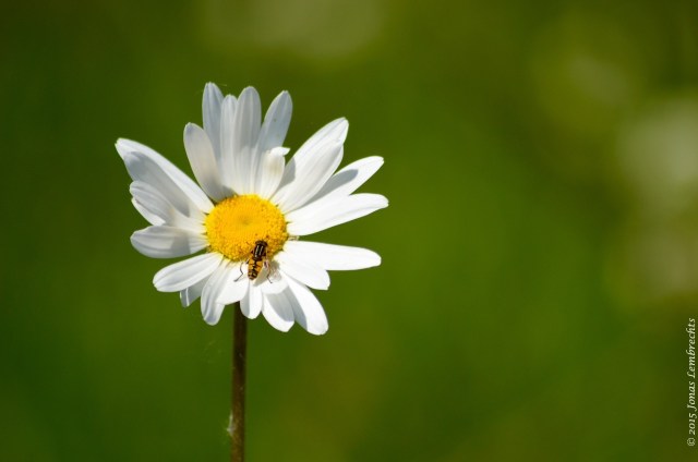 Flower of ox-eye daisy