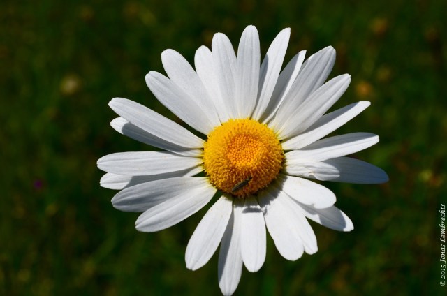 Flower of ox-eye daisy