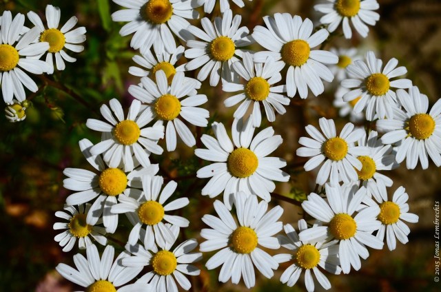 Ox-eye daisies