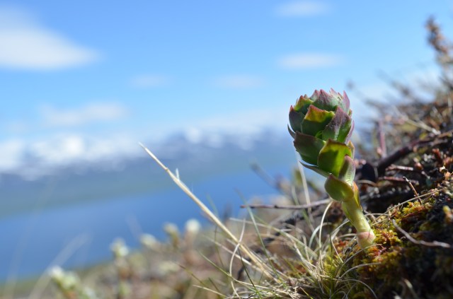 Rhodiola rosea in early spring