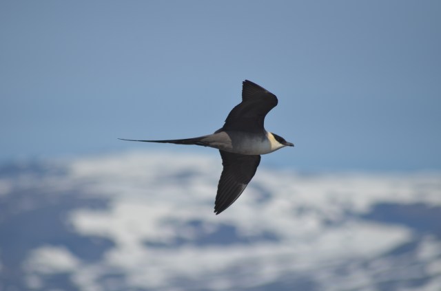 Skua in the Swedish mountains