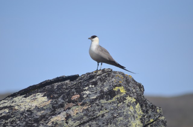 Long-tailed skua