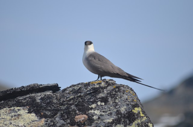What are you looking at - Skua