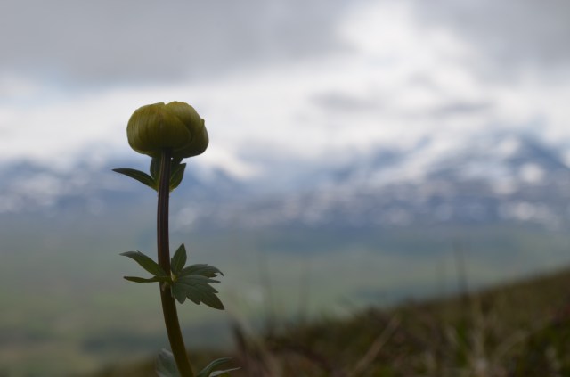 Trollius or Smörbolla