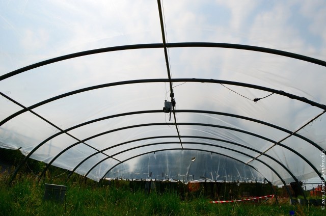 Greenhouse with thermal camera