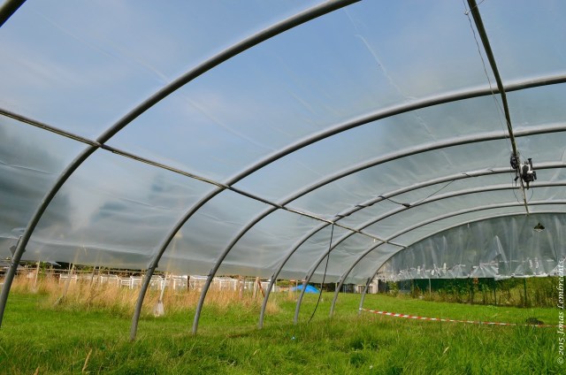 Ecological experiment in greenhouse