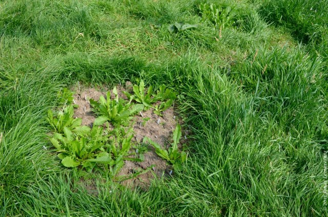 Grassland gap with colonisers