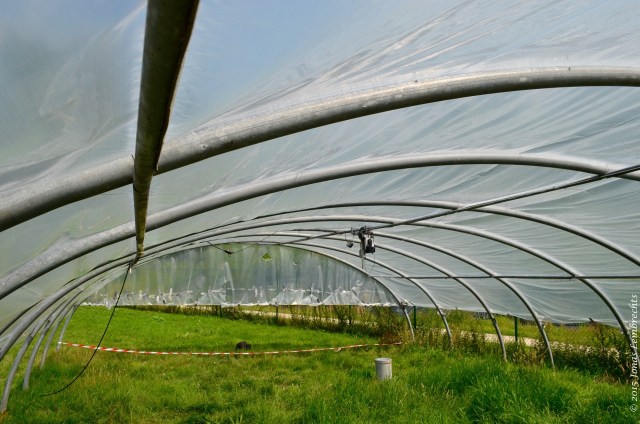 Greenhouse