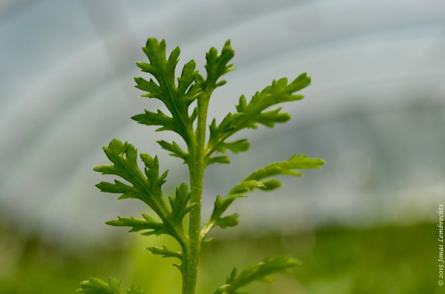 Achillea millefolium