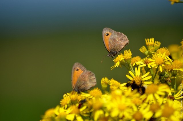 Meadow brown