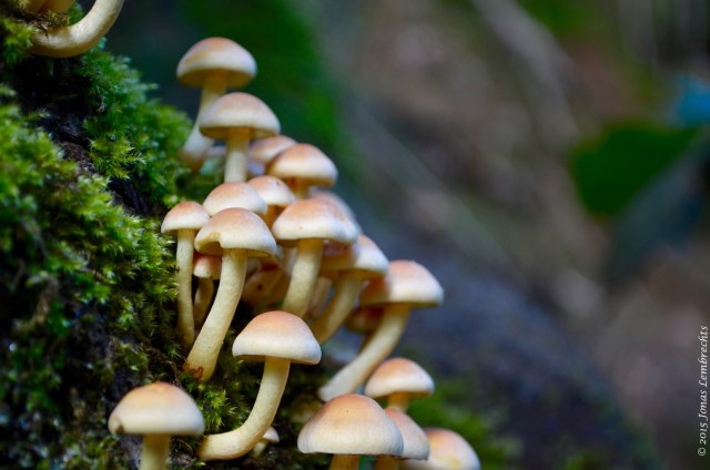 Mushrooms on a mossy tree stump