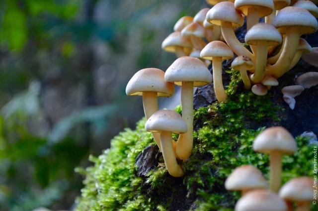 Mushrooms on a mossy tree stump