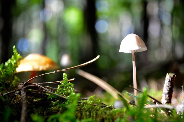 Delicate mushroom