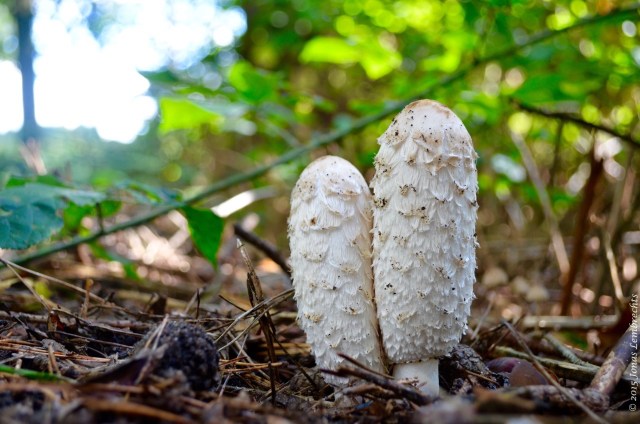 Young shaggy ink cap