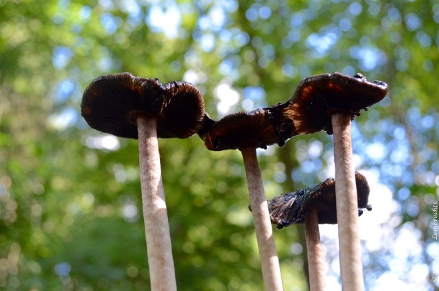 Young shaggy ink cap