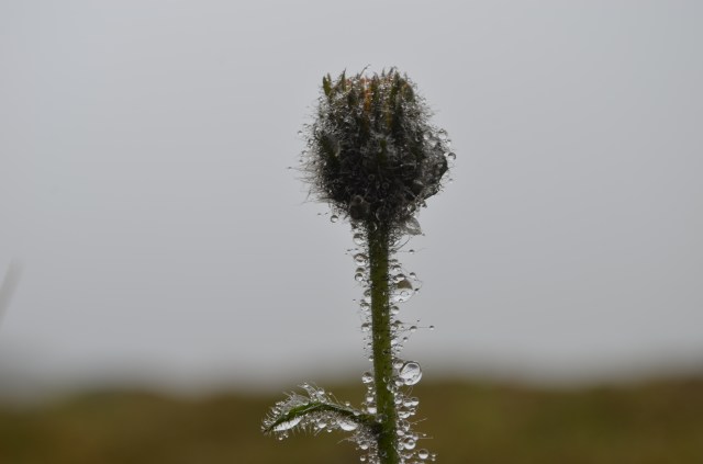 Alpine hawkweed collecting clouds