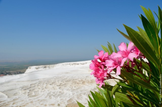 Oleander flower in Pamukkale