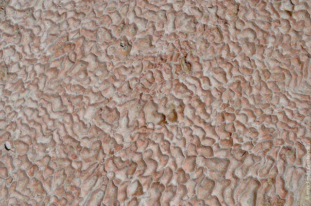 Detail of limestone in Pamukkale