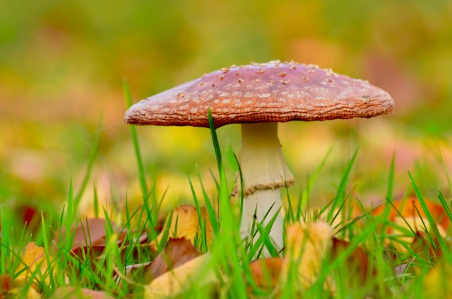 Mushroom in autumn
