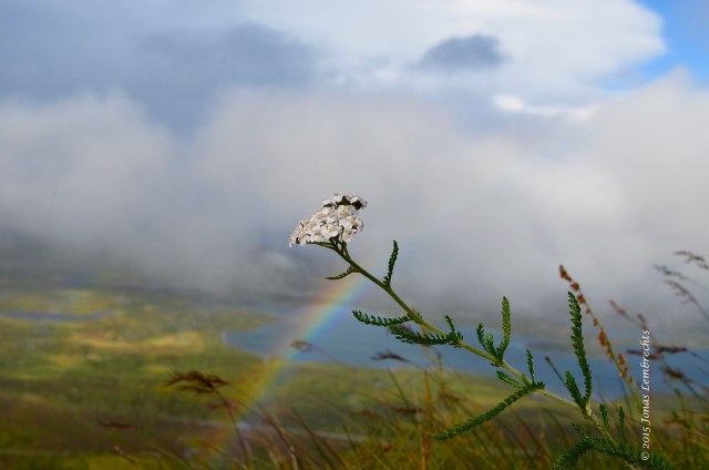 Achillea millefolium and rainbow
