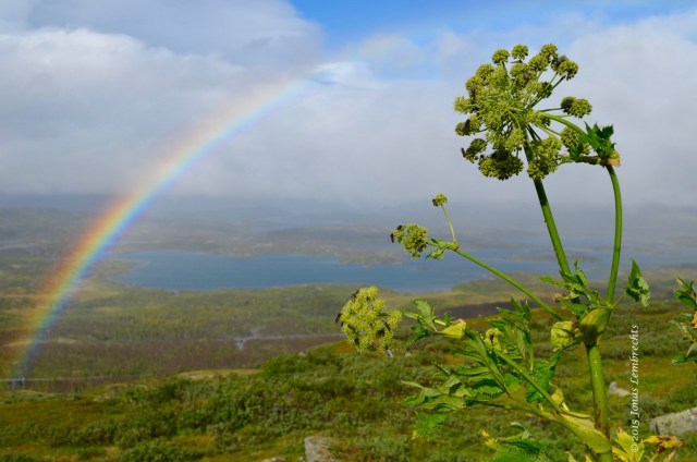 Angelica archangelica and rainbow