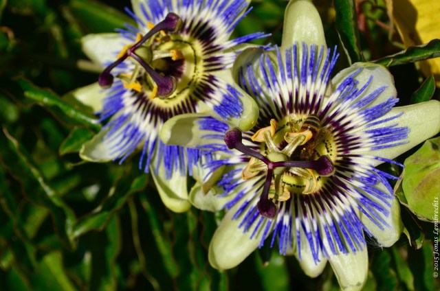Blue passion flower