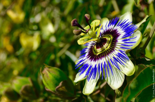 Blue passion flower