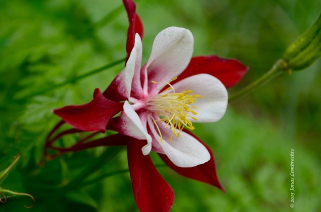 Beautiful garden flower