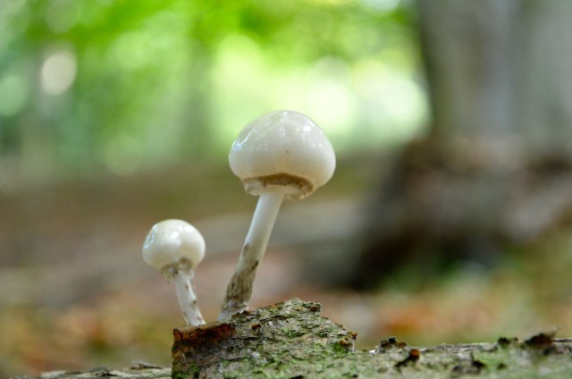 Autumn forest in Scotland