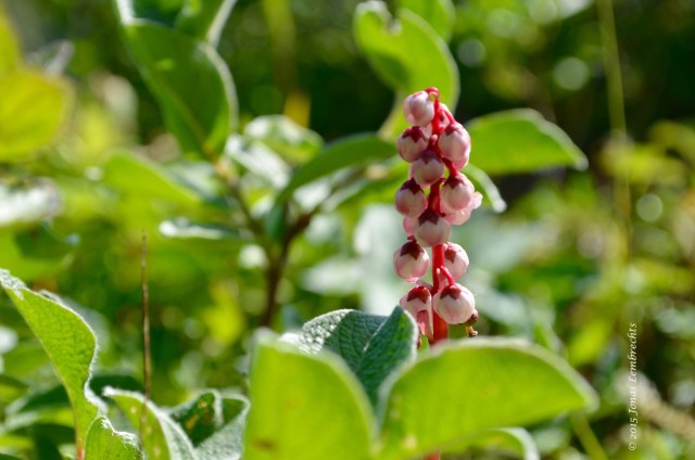 Flowers of wintergreen
