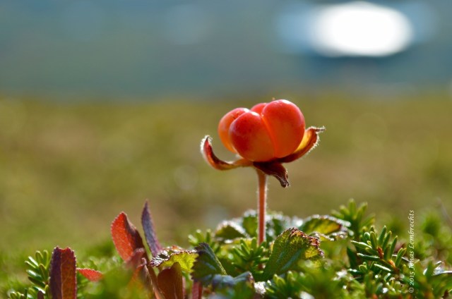 Cloudberry