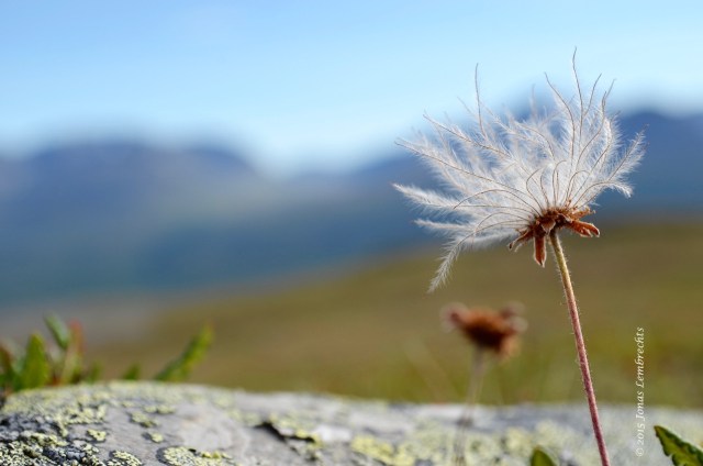 Fluffy seeds of Dryas octopetala