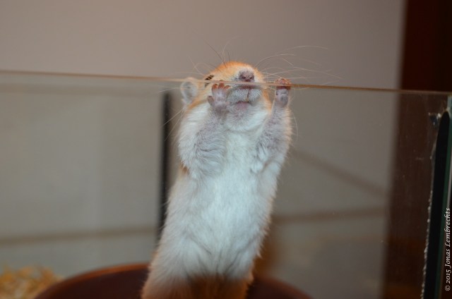 Gerbil trying to escape
