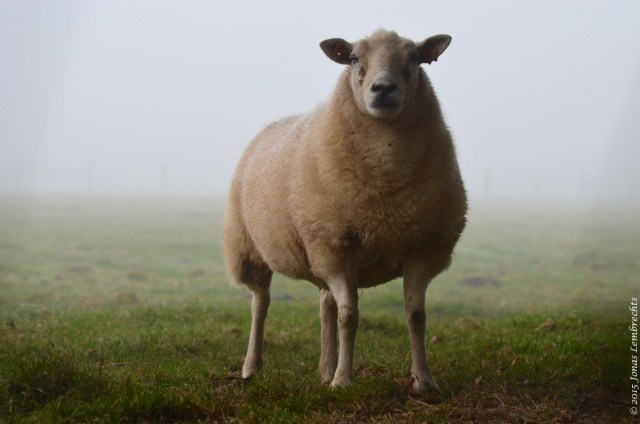 Badass sheep