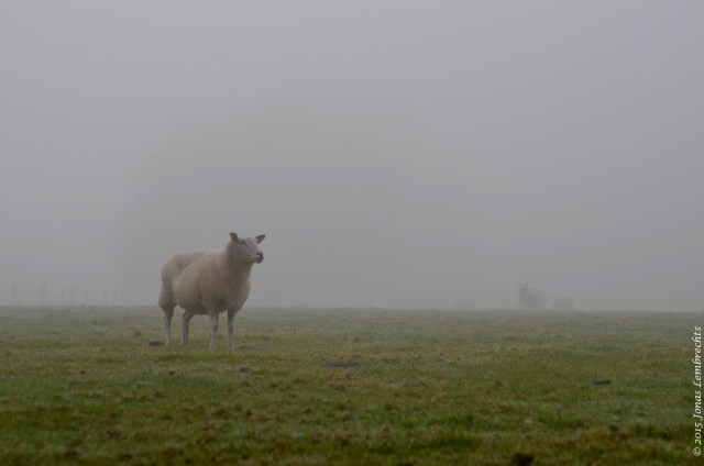 Baby, don't herd me, don't herd me no more