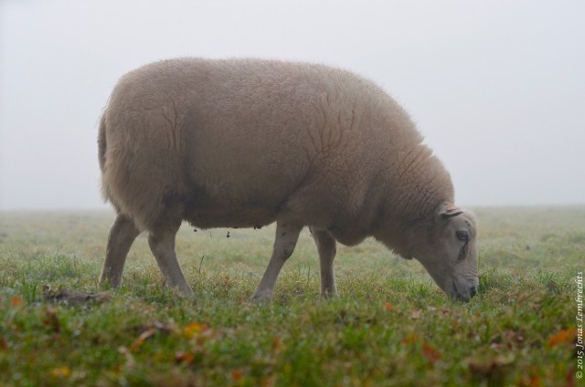 Sheep in the mist
