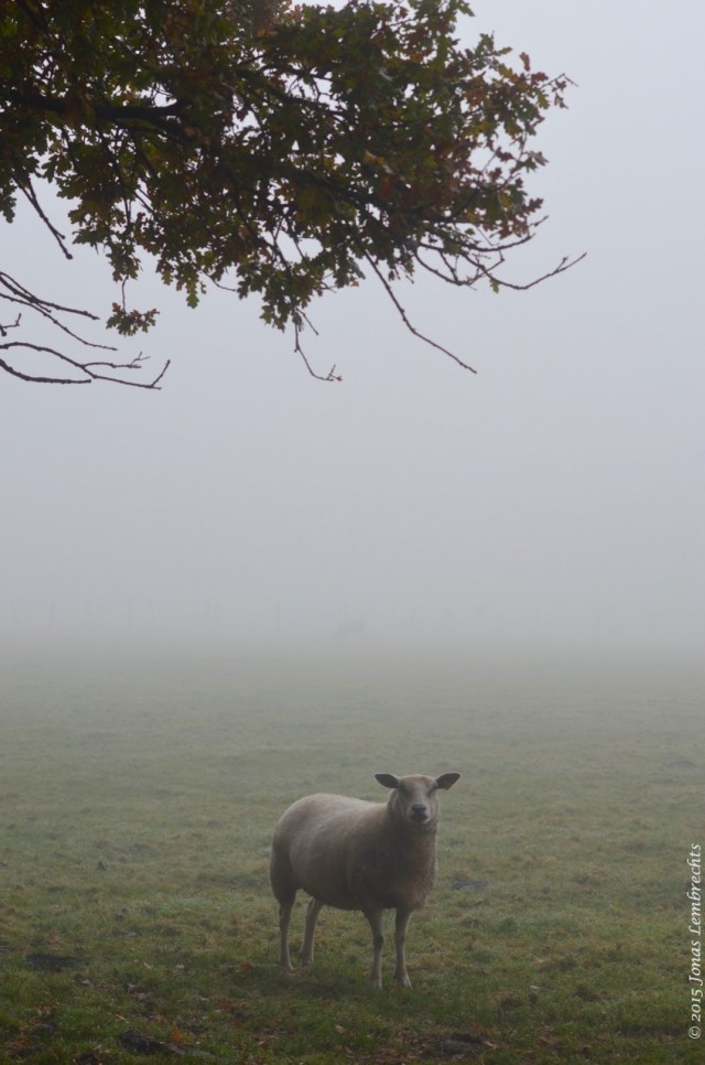 Sheep in the mist