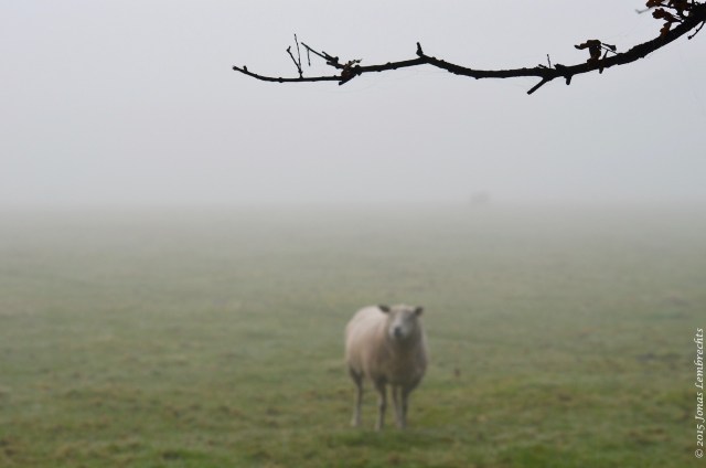 Sheep in the mist